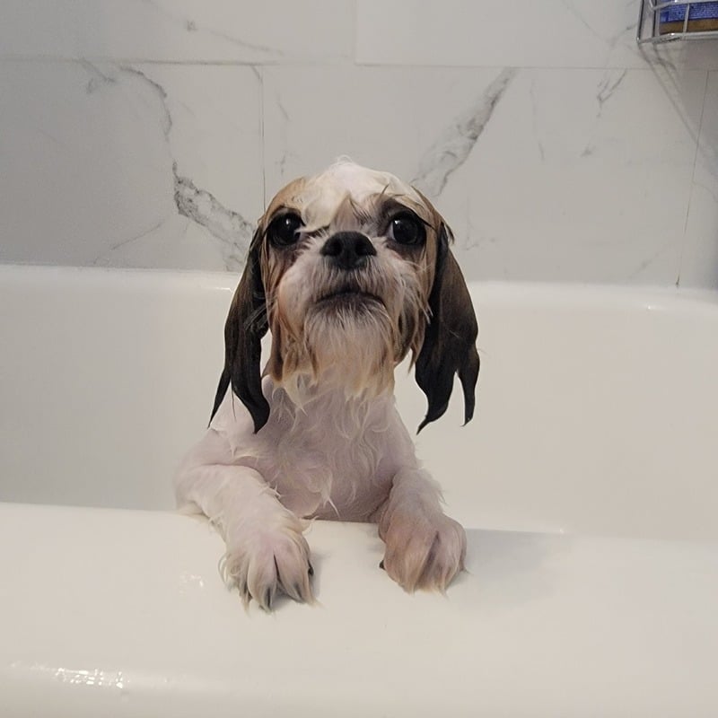 Toilettage et soin d’un animal — référence visuelle