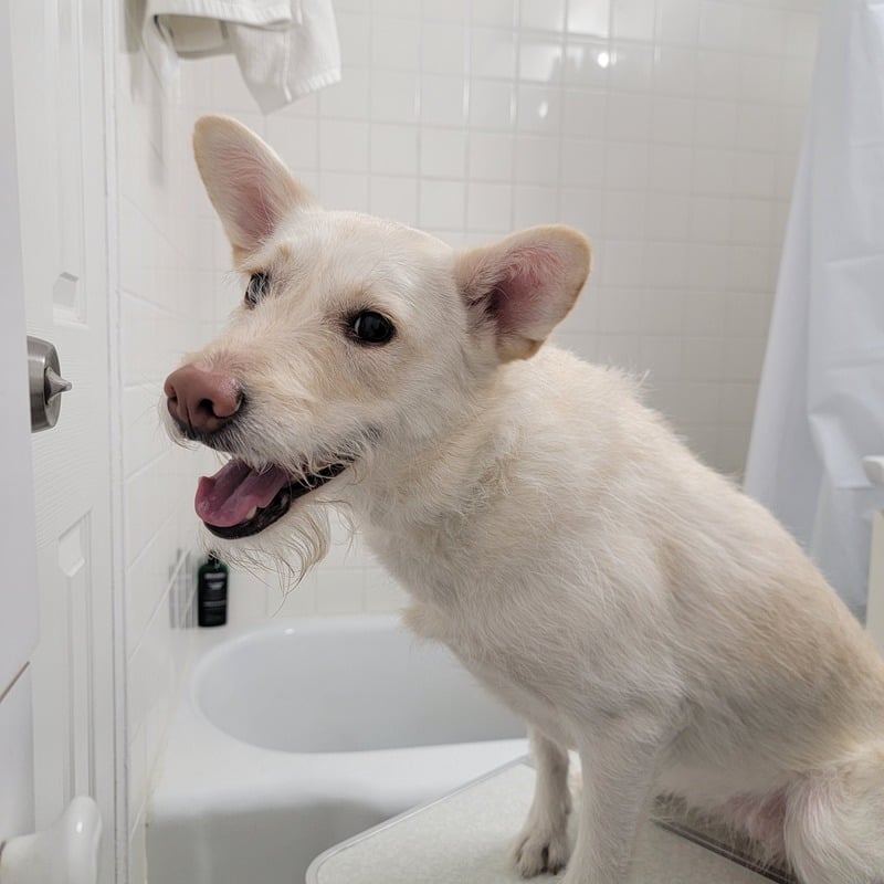 Toilettage et soin d’un animal — référence visuelle