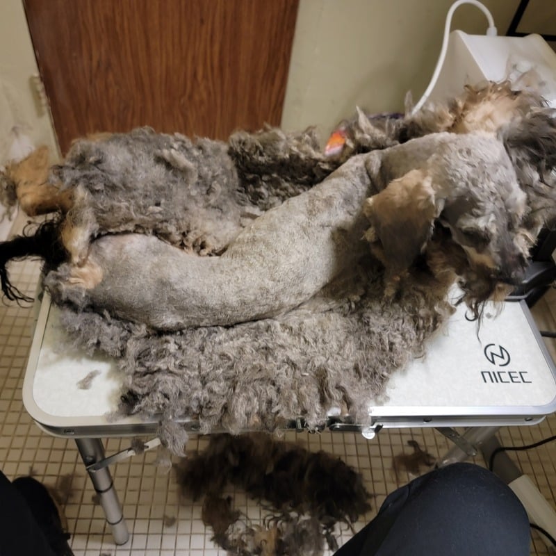 Toilettage et soin d’un animal — référence visuelle