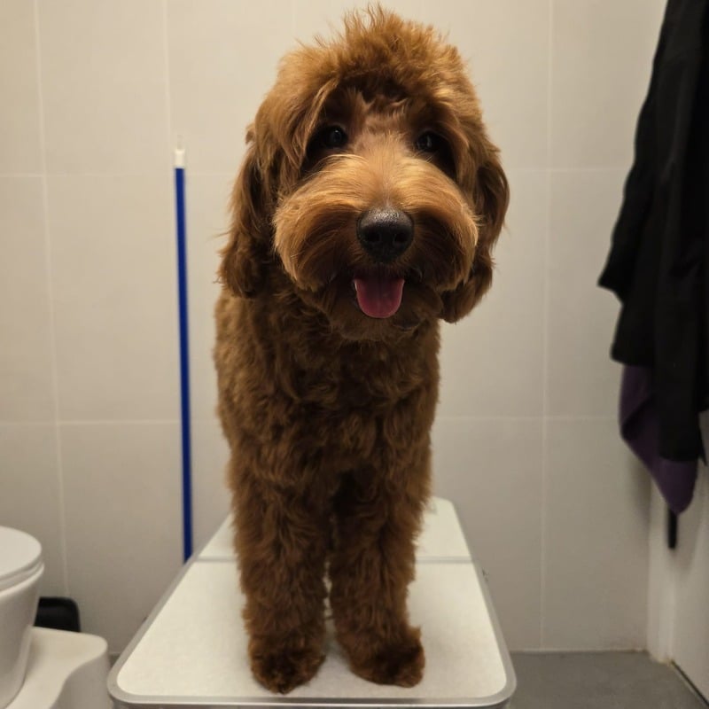 Toilettage et soin d’un animal — référence visuelle