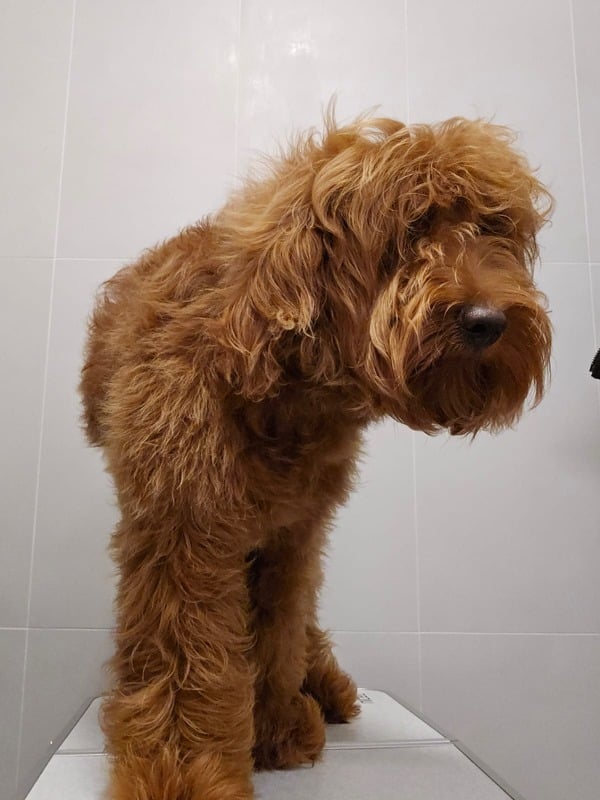 Toilettage et soin d’un animal — référence visuelle
