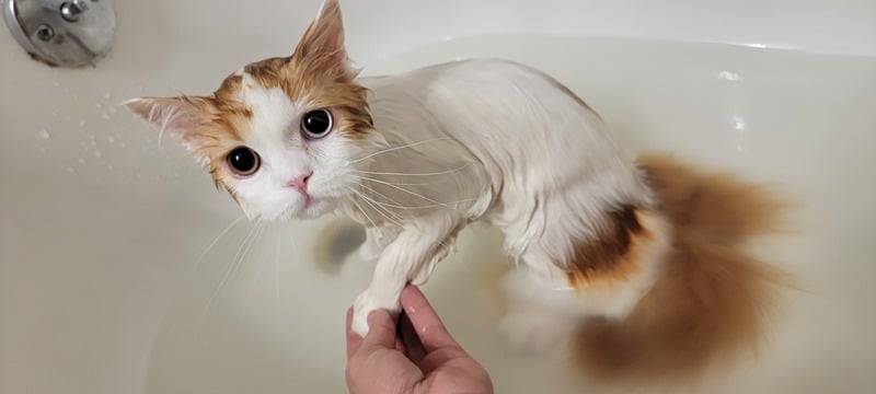 Toilettage et soin d’un animal — référence visuelle